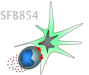 logo-sfb